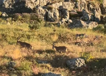 Tarihi Harput’ta dağ keçileri görüldü