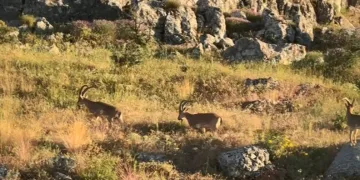 Tarihi Harput’ta dağ keçileri görüldü