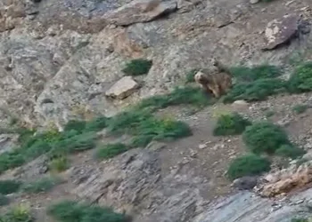 Cennet Cehennem Vadisi’nde ayı ve yavrusu görüntülendi