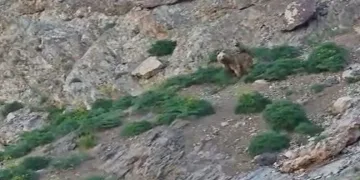 Cennet Cehennem Vadisi’nde ayı ve yavrusu görüntülendi