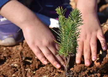 Eskişehir’den yangın bölgelerine gönderilen milyonlarca fidan ‘nefes’ olacak
