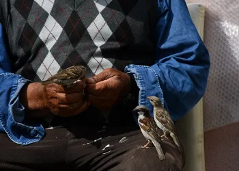 Kırdığı çekirdeklerle kuşlara sofra kuruyor