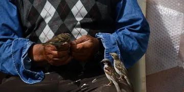 Kırdığı çekirdeklerle kuşlara sofra kuruyor