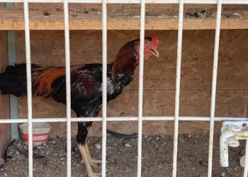 500 bin liralık horoz operasyonu: 50 kişiye ceza yağdı
