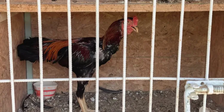 500 bin liralık horoz operasyonu: 50 kişiye ceza yağdı