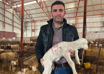 57 yıllık tecrübeden koyunculuğa başlayacaklara önemli öneriler
