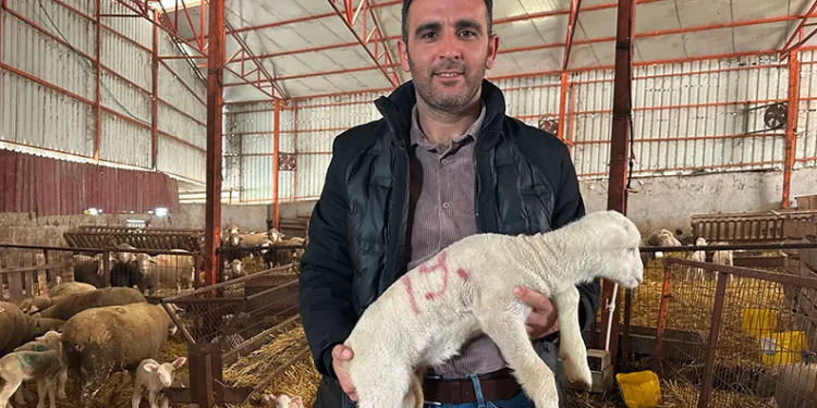 57 yıllık tecrübeden koyunculuğa başlayacaklara önemli öneriler
