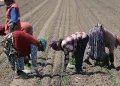 Karacabey’de domates sezonu başlıyor