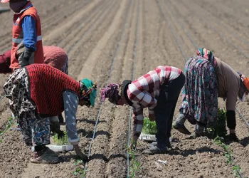 Karacabey’de domates sezonu başlıyor