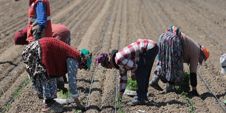 Karacabey’de domates sezonu başlıyor