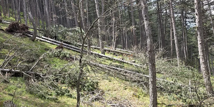 Kütahya Türkmen Dağı’nda doğa felaketi