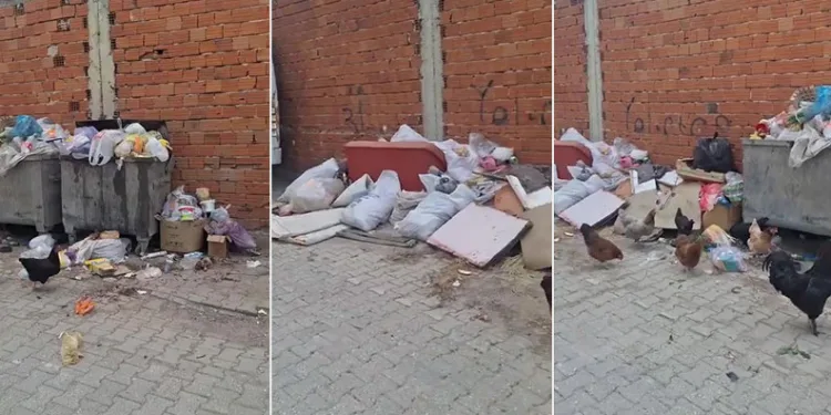 2 haftadır alınmayan çöpler tepki çekti