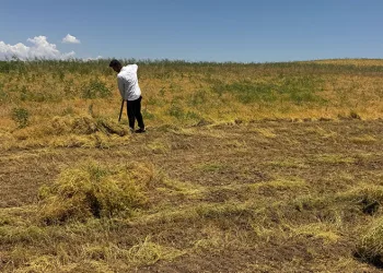 Siirt’te mercimek hasadı başladı