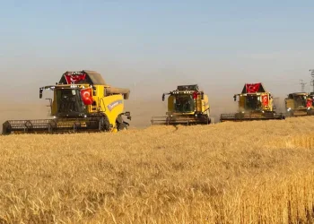 Türkiye’nin en büyük tarım işletmesinde hasat zamanı