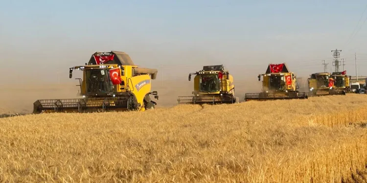 Türkiye’nin en büyük tarım işletmesinde hasat zamanı