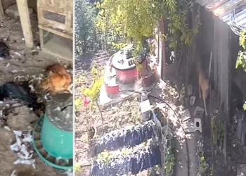 Sokak köpekleri kümese girdi, 30 tavuk telef oldu