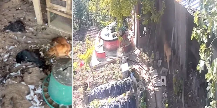 Sokak köpekleri kümese girdi, 30 tavuk telef oldu