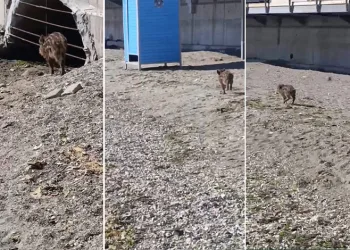 Aç kalan domuzlar sahile indi