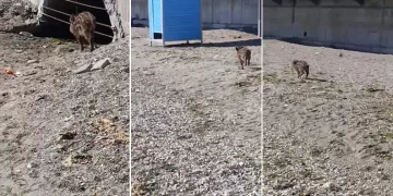 Aç kalan domuzlar sahile indi