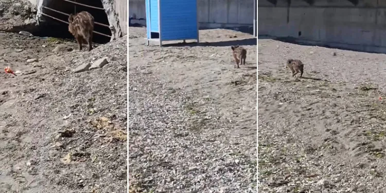Aç kalan domuzlar sahile indi