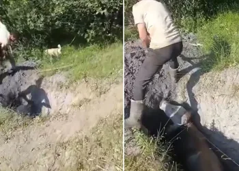 Merada otlayan büyükbaş hayvan define çukuruna düştü