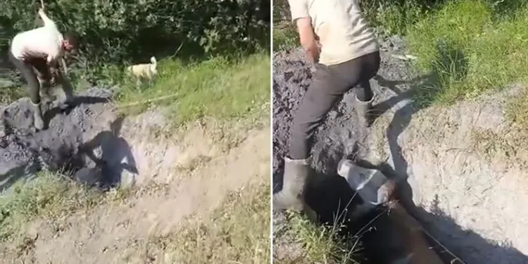 Merada otlayan büyükbaş hayvan define çukuruna düştü