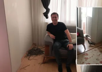 1,5 aydır oturma odasını güvercinlerle paylaşıyor
