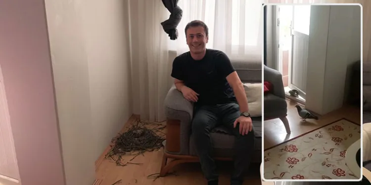 1,5 aydır oturma odasını güvercinlerle paylaşıyor