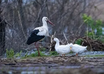 Leylek Şenliği için ücretsiz ulaşım desteği
