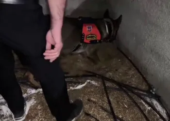 Ahırda saman içinde saklı 2 kilo uyuşturucu ele geçirildi