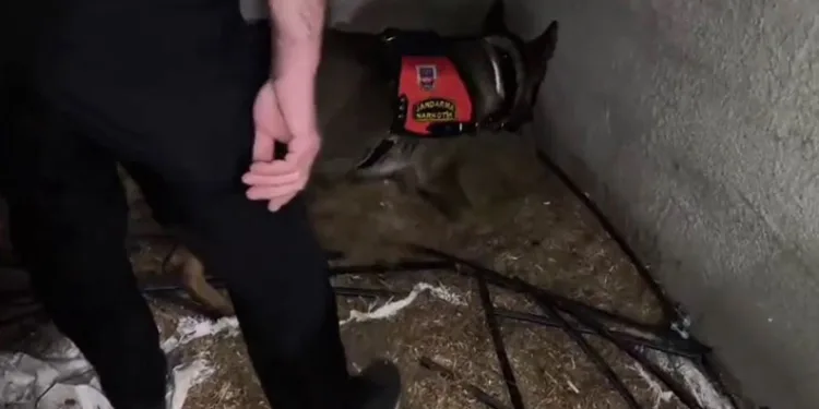 Ahırda saman içinde saklı 2 kilo uyuşturucu ele geçirildi
