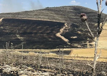 Diyarbakır’da yüzlerce dönüm ekili alan kül oldu