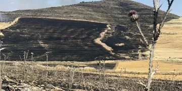 Diyarbakır’da yüzlerce dönüm ekili alan kül oldu