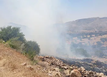 Mardin’de ormanlık alanda çıkan yangın