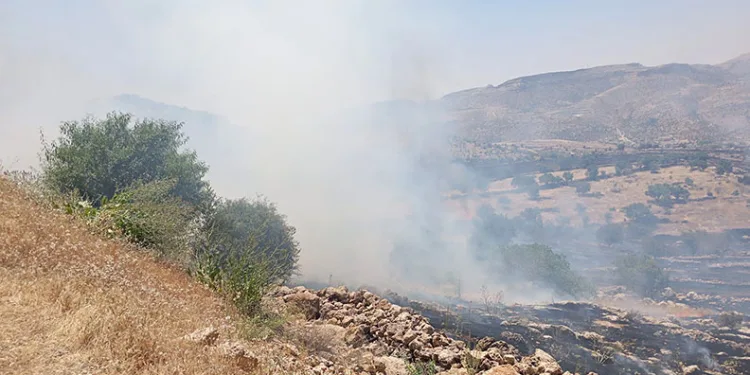 Mardin’de ormanlık alanda çıkan yangın