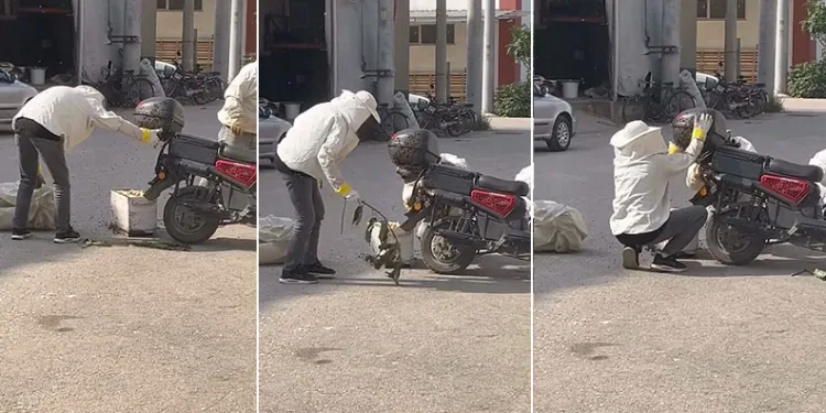 Arılar motosiklette oğul verdi