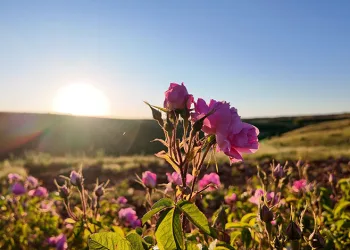 Mardin’de kurduğu gül bahçesiyle bölge kadınlarına istihdam sağladı