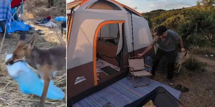 Çakal kamp alanına girerek ekmek çaldı