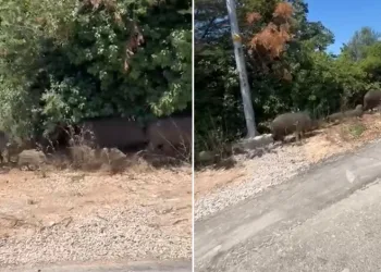 Aç kalan domuz sürüsü şehre indi