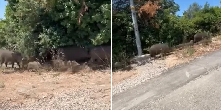Aç kalan domuz sürüsü şehre indi