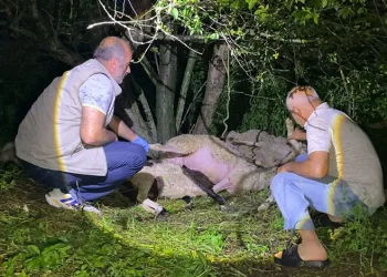 Bursa’da sürüye yıldırım isabet etti, 6 küçükbaş hayvan telef oldu