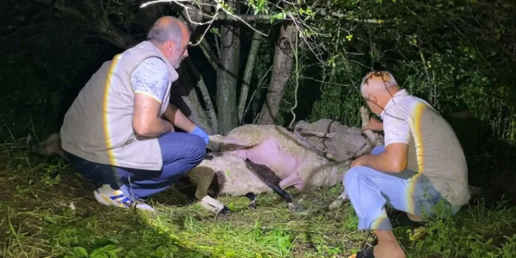 Bursa’da sürüye yıldırım isabet etti, 6 küçükbaş hayvan telef oldu