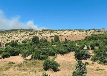 Dicle’de ağaçlık alanda yangın