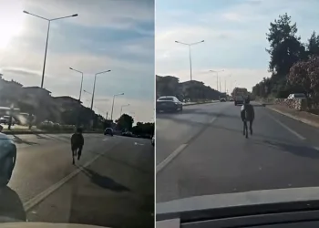 Başıboş at ana yolda trafiği tehlikeye attı