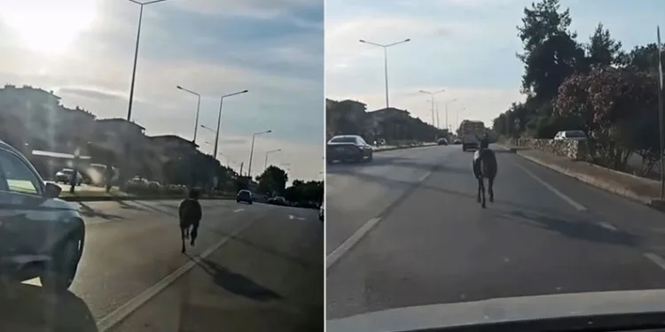 Başıboş at ana yolda trafiği tehlikeye attı
