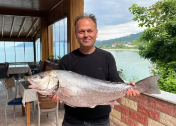 Sinop’ta nadir görülen kötek balığı avlandı