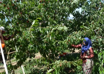 Dünyaca ünlü Demirci kirazında hasat başladı