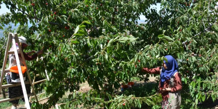 Dünyaca ünlü Demirci kirazında hasat başladı