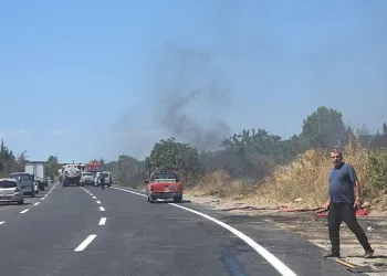 Bursa’da etçil çekirgeler görüntülendi