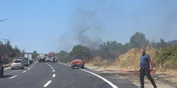 Bursa’da etçil çekirgeler görüntülendi